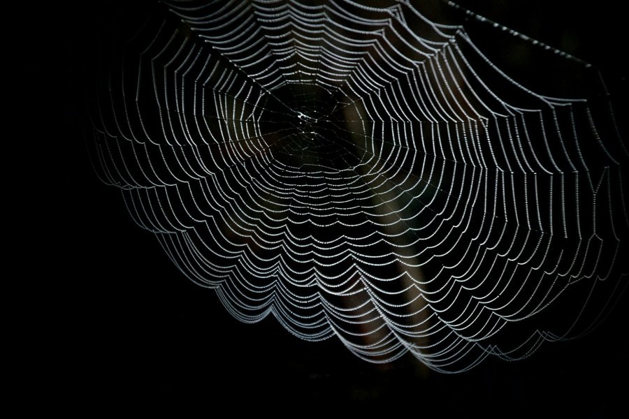 Czego boją się pająki? Odkryj ich największe lęki i zagrożenia